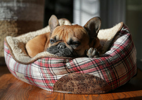 Seu-pet-está-dormindo-bem-A-importância-de-um-sono-de-qualidade-na-vida-animal Camas.Pet