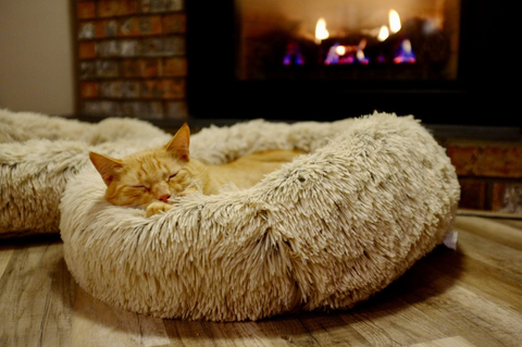 Como-Escolher-a-Cama-Certa-para-Melhorar-o-Sono-do-Seu-Pet Camas.Pet