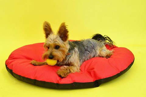 Encontre-a-Cama-Perfeita-para-Seu-Pet-na-Camas.Pet Camas.Pet