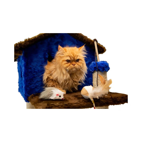 Casinha Gato Arranhador Azul Marrom Sustentável Luppet 4 em 1 Luppet