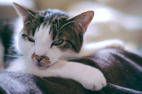 5 Sinais de que Seu Pet Não Está Dormindo Bem