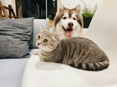 Como Uma Boa Noite de Sono Pode Transformar a Vida do Seu Pet