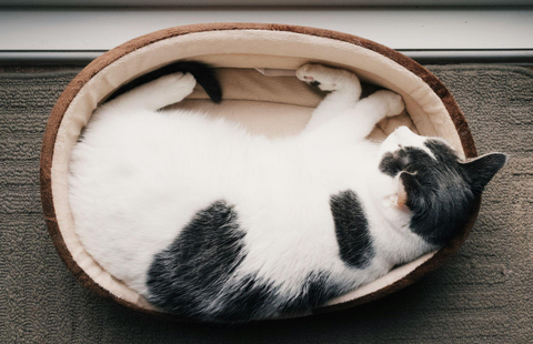 Como Garantir o Melhor Sono do Seu Pet: Dicas para Escolher a Cama Ideal